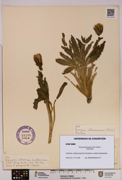 Perezia atacamensis [Espécimen: UDEC:CONC:0056209]