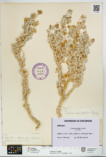Senecio eriophyton [Espécimen: UDEC:CONC:0056211]
