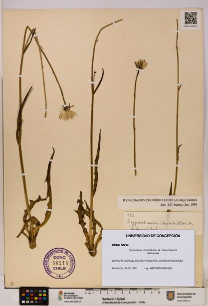 Hypochaeris chondrilloides [Espécimen: UDEC:CONC:0056214]