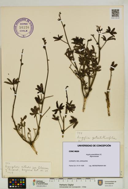 Argylia potentillifolia [Espécimen: UDEC:CONC:0056220]