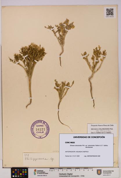 Silvaea celosioides var. celosioides [Espécimen: UDEC:CONC:0056222]