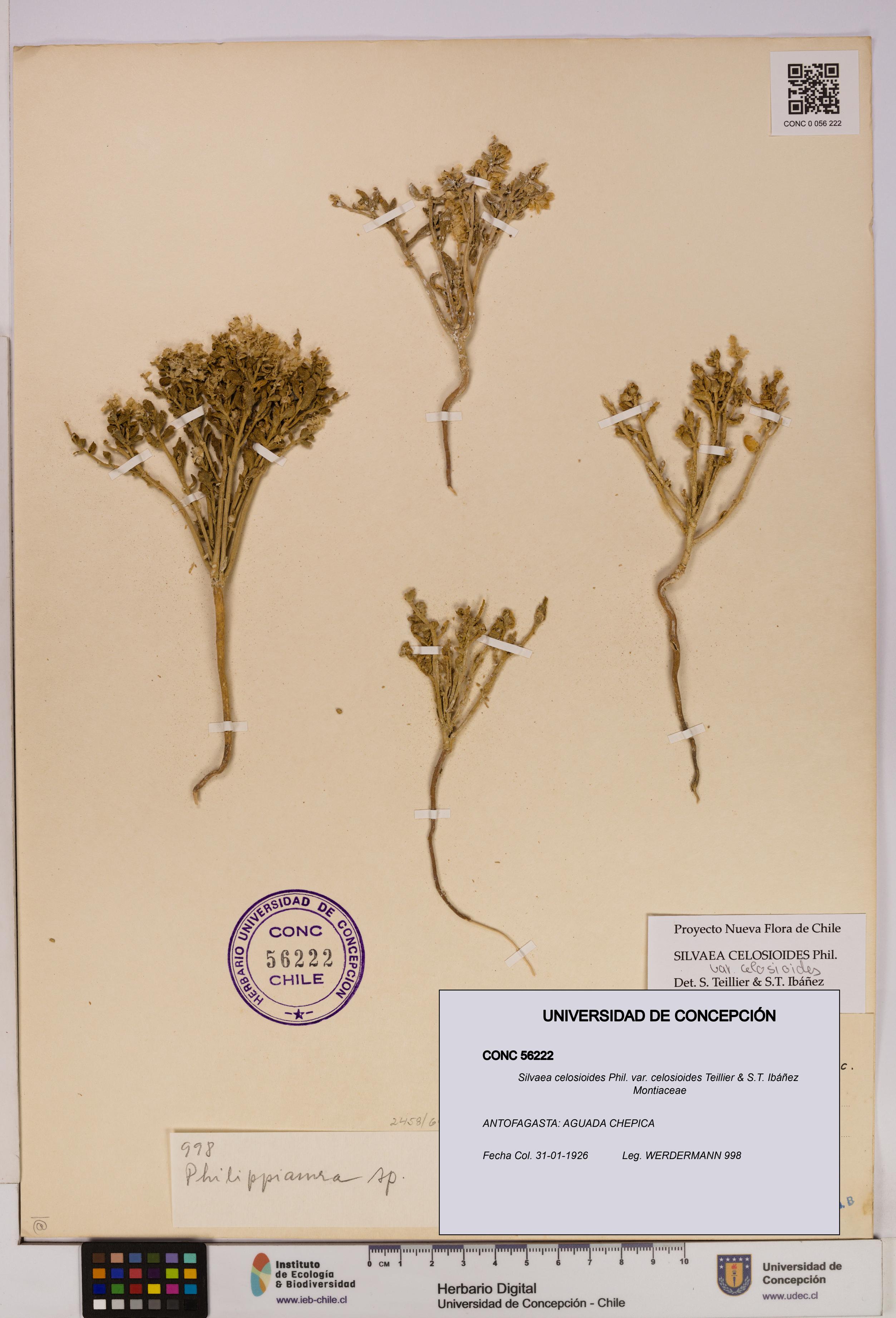 Silvaea celosioides var. celosioides [Espécimen: UDEC:CONC:0056222]