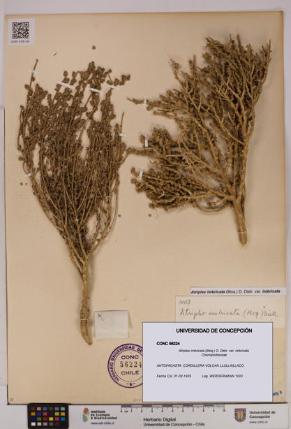 Atriplex imbricata [Espécimen: UDEC:CONC:0056224]