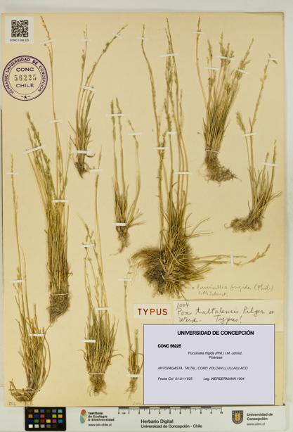 Puccinellia frigida [Espécimen: UDEC:CONC:0056225]