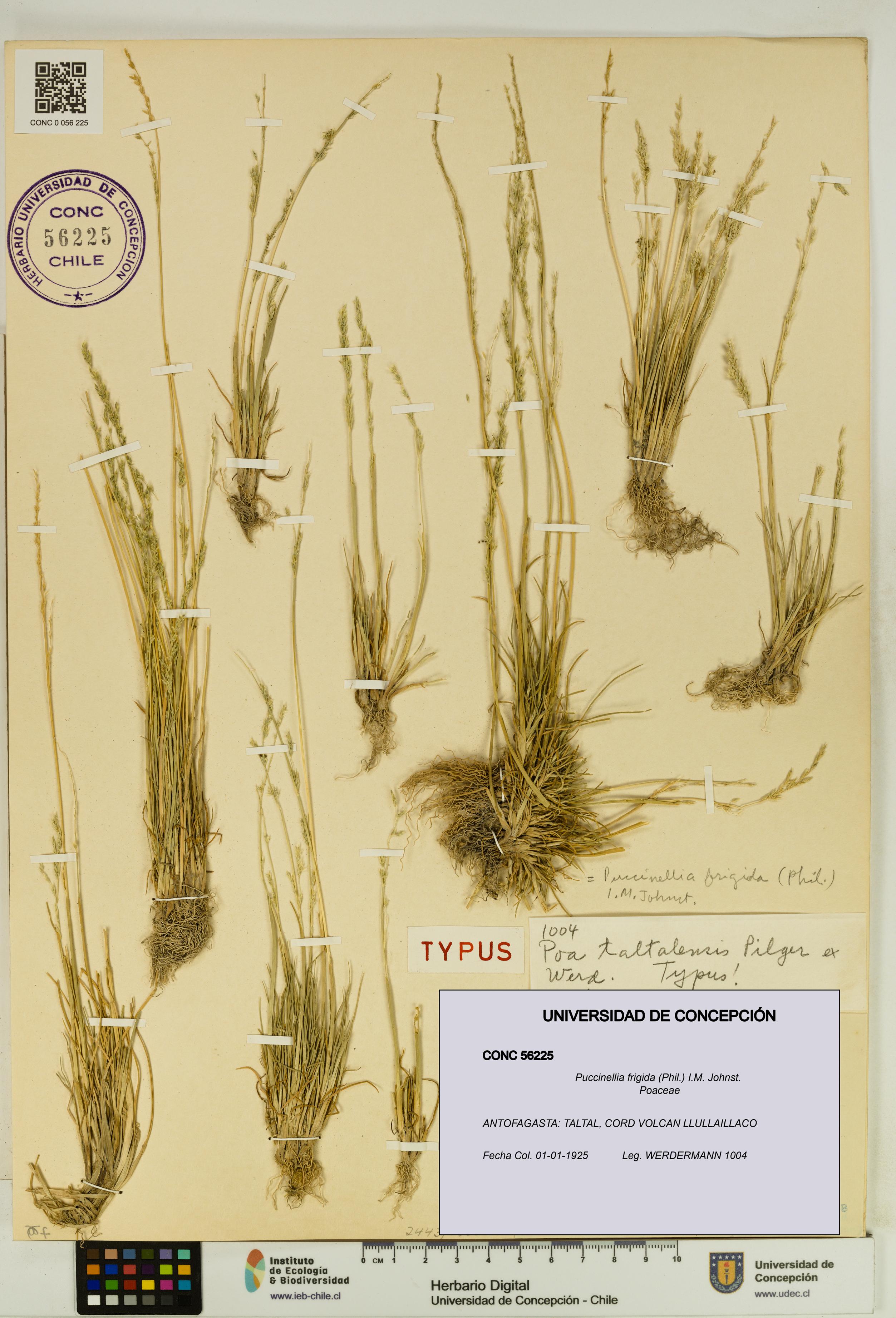 Puccinellia frigida [Espécimen: UDEC:CONC:0056225]