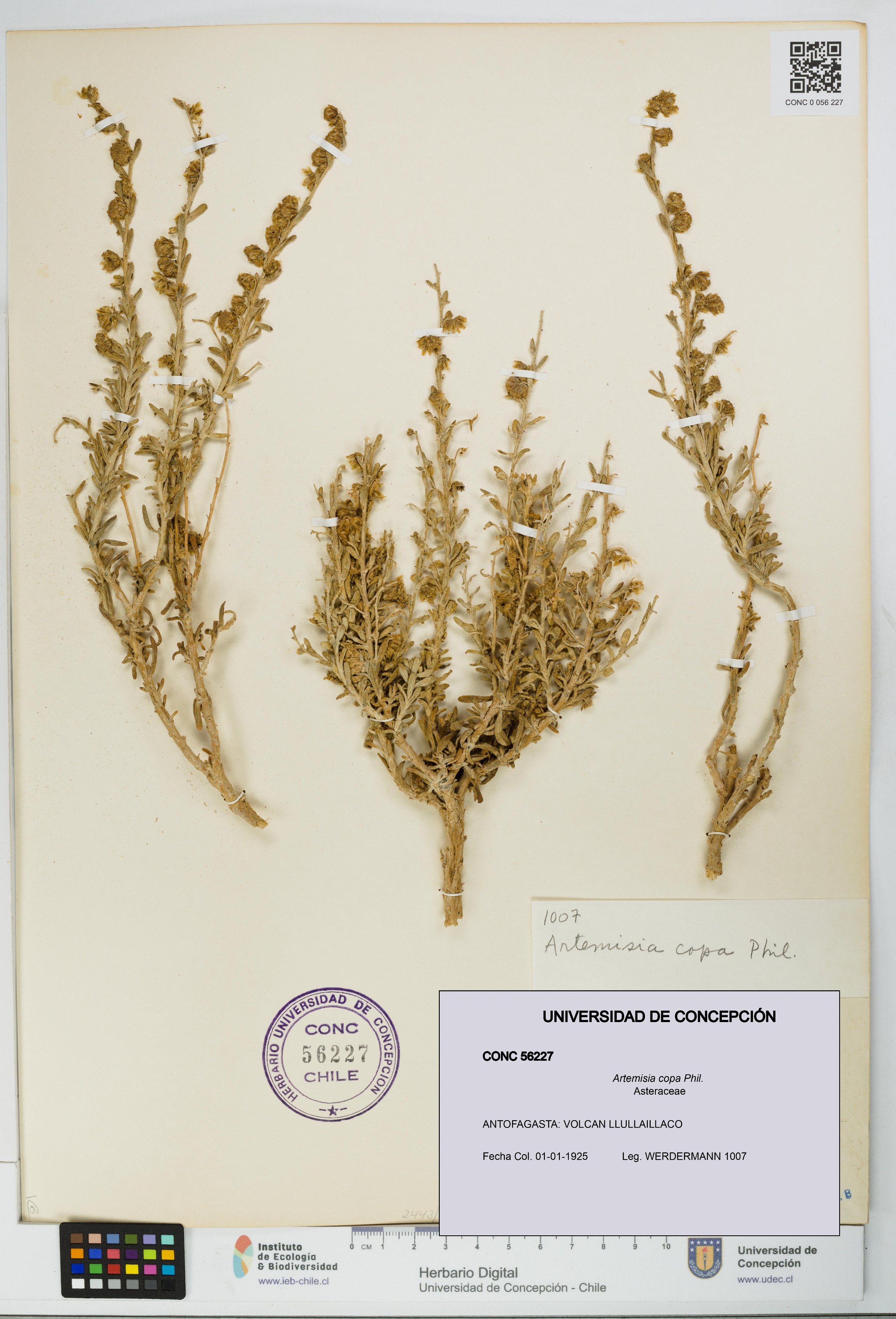 Artemisia copa [Espécimen: UDEC:CONC:0056227]