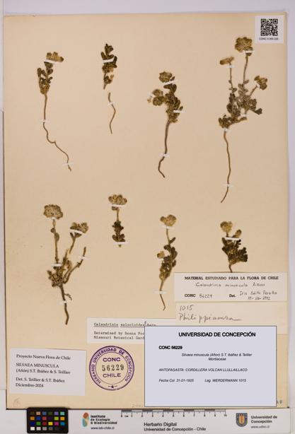 Silvaea minuscula [Espécimen: UDEC:CONC:0056229]