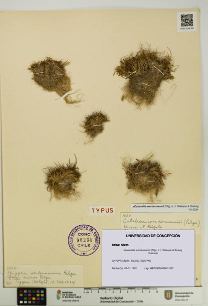 Xcatanellia werdermannii [Espécimen: UDEC:CONC:0056235]