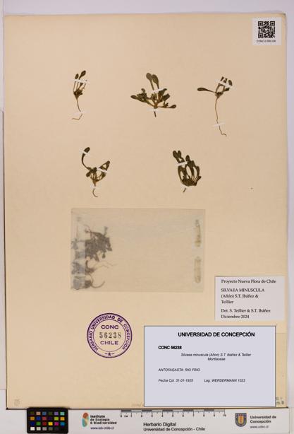 Silvaea minuscula [Espécimen: UDEC:CONC:0056238]