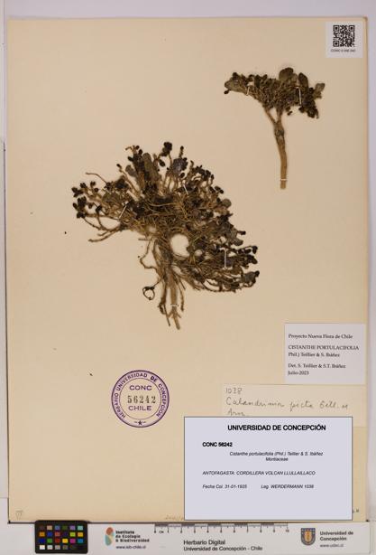 Cistanthe portulacifolia [Espécimen: UDEC:CONC:0056242]