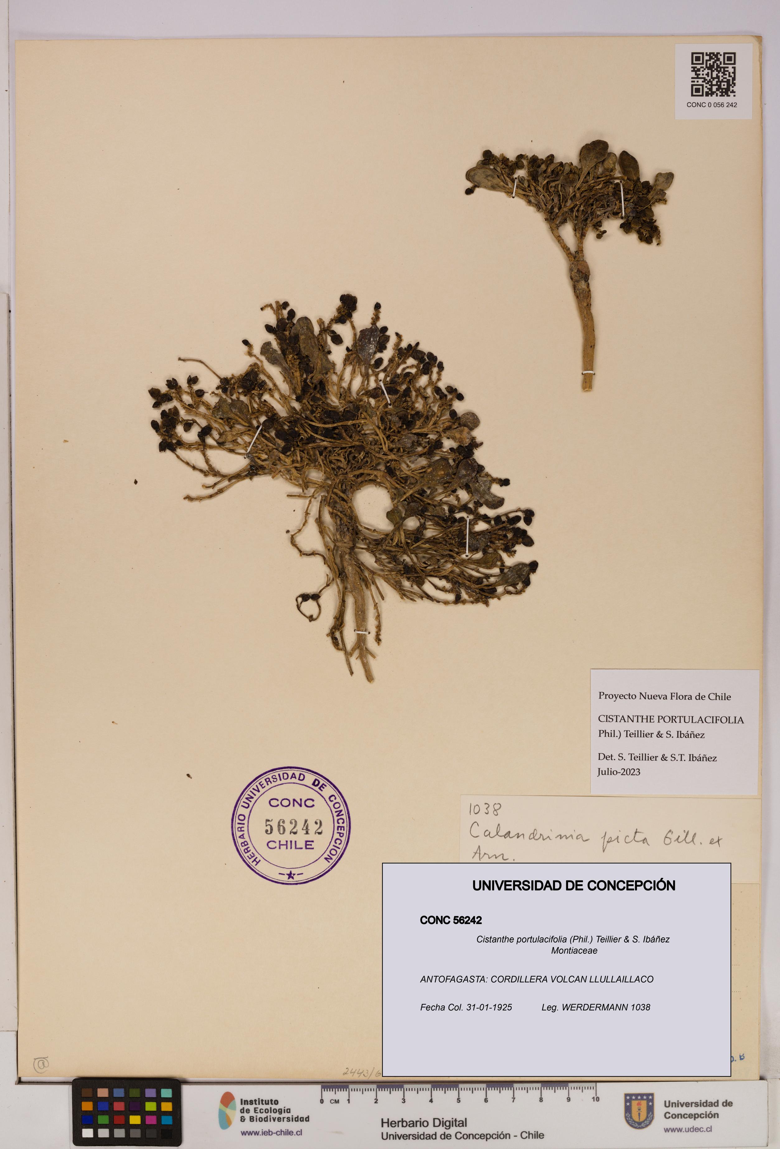 Cistanthe portulacifolia [Espécimen: UDEC:CONC:0056242]