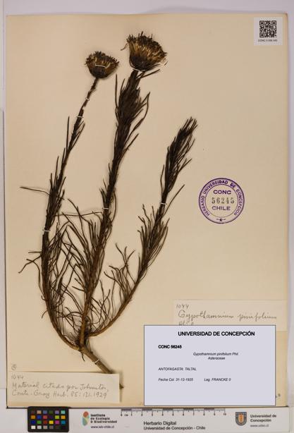 Gypothamnium pinifolium [Espécimen: UDEC:CONC:0056245]