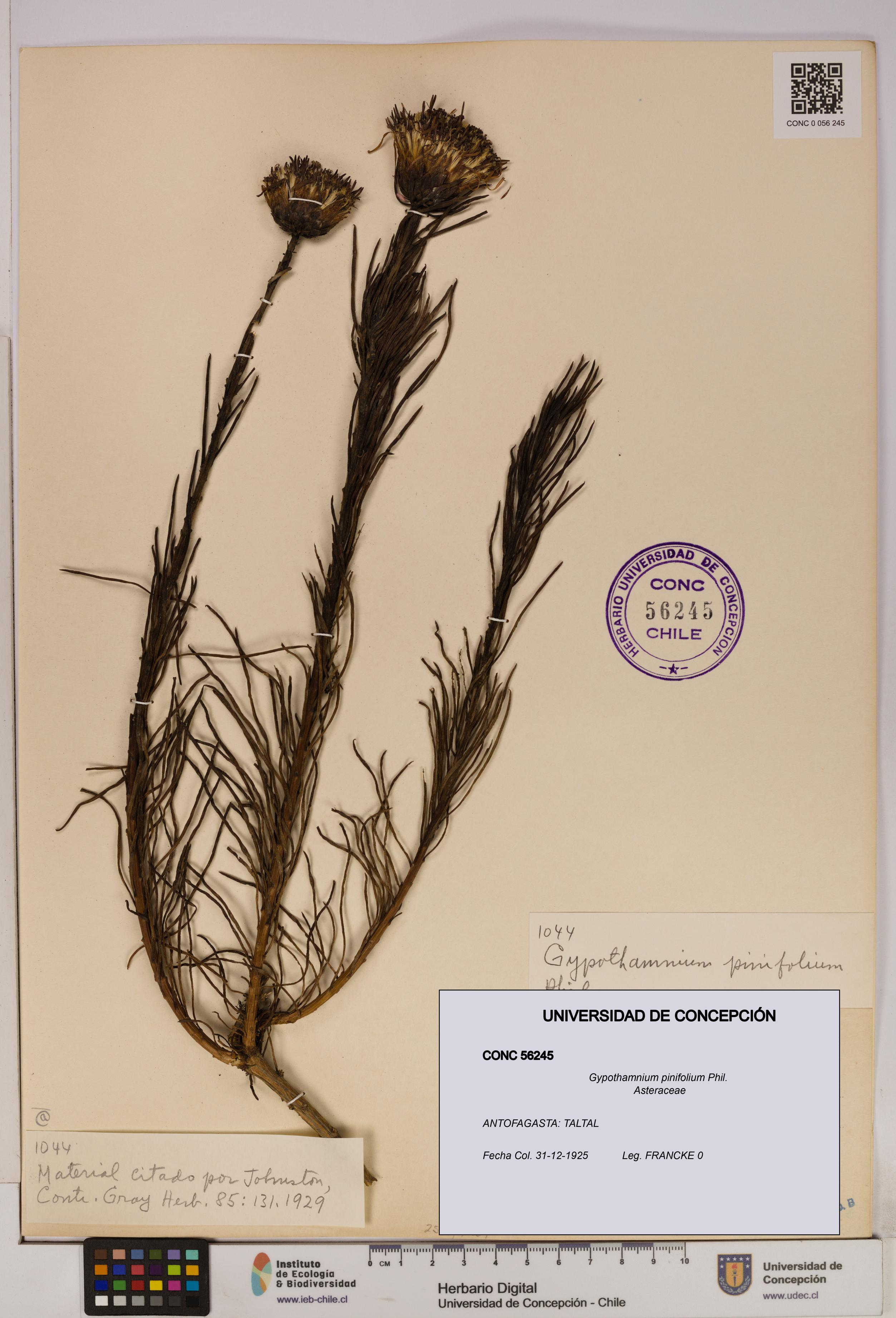 Gypothamnium pinifolium [Espécimen: UDEC:CONC:0056245]