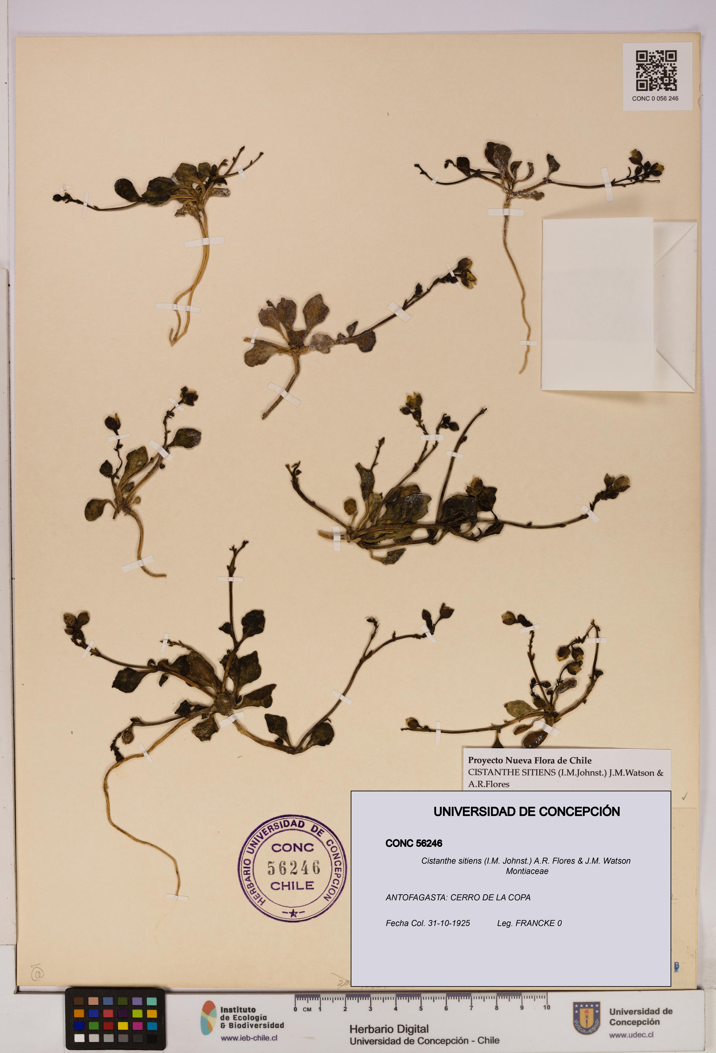 Cistanthe sitiens [Espécimen: UDEC:CONC:0056246]