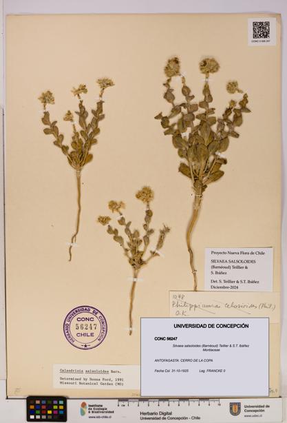 Silvaea salsoloides [Espécimen: UDEC:CONC:0056247]