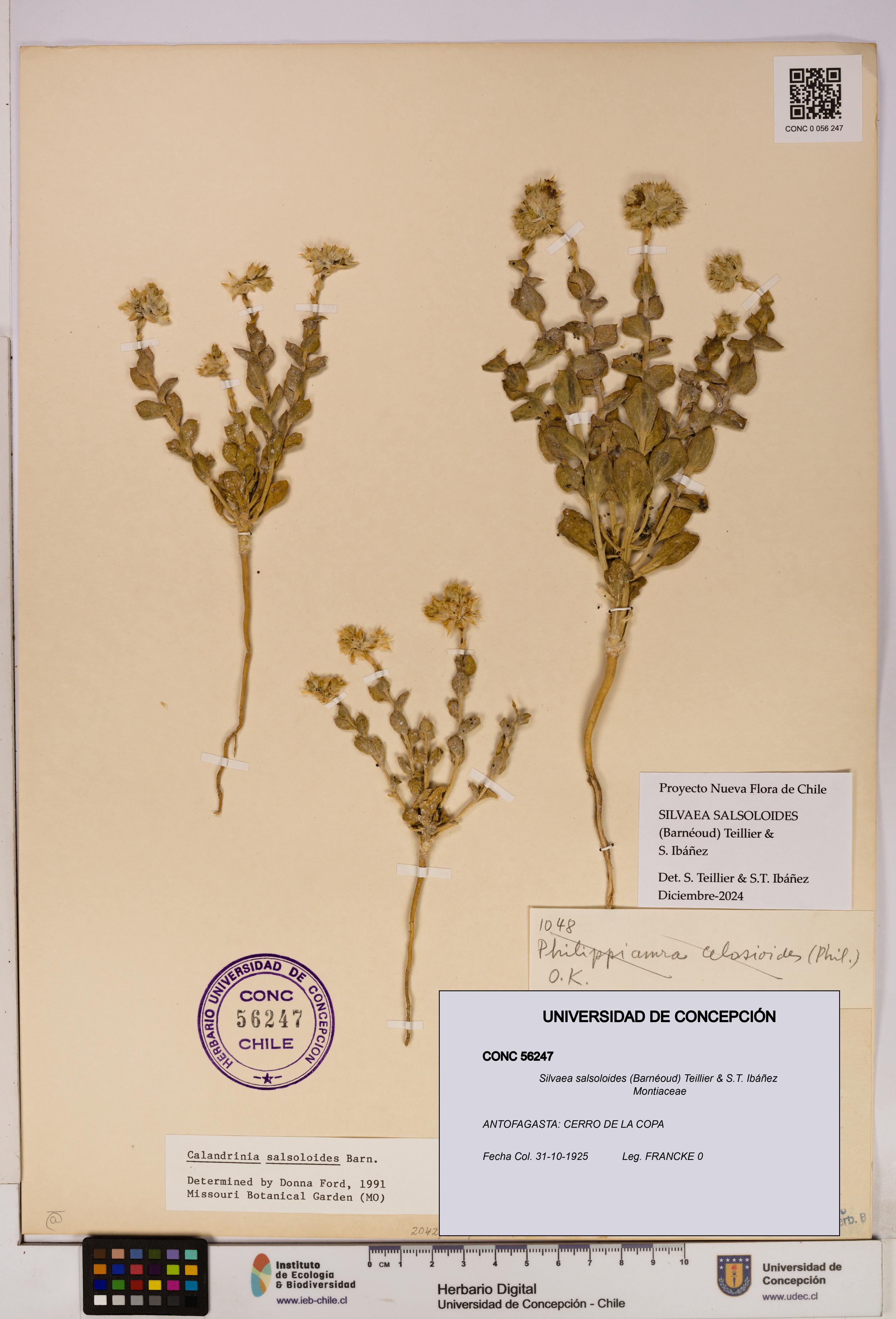 Silvaea salsoloides [Espécimen: UDEC:CONC:0056247]