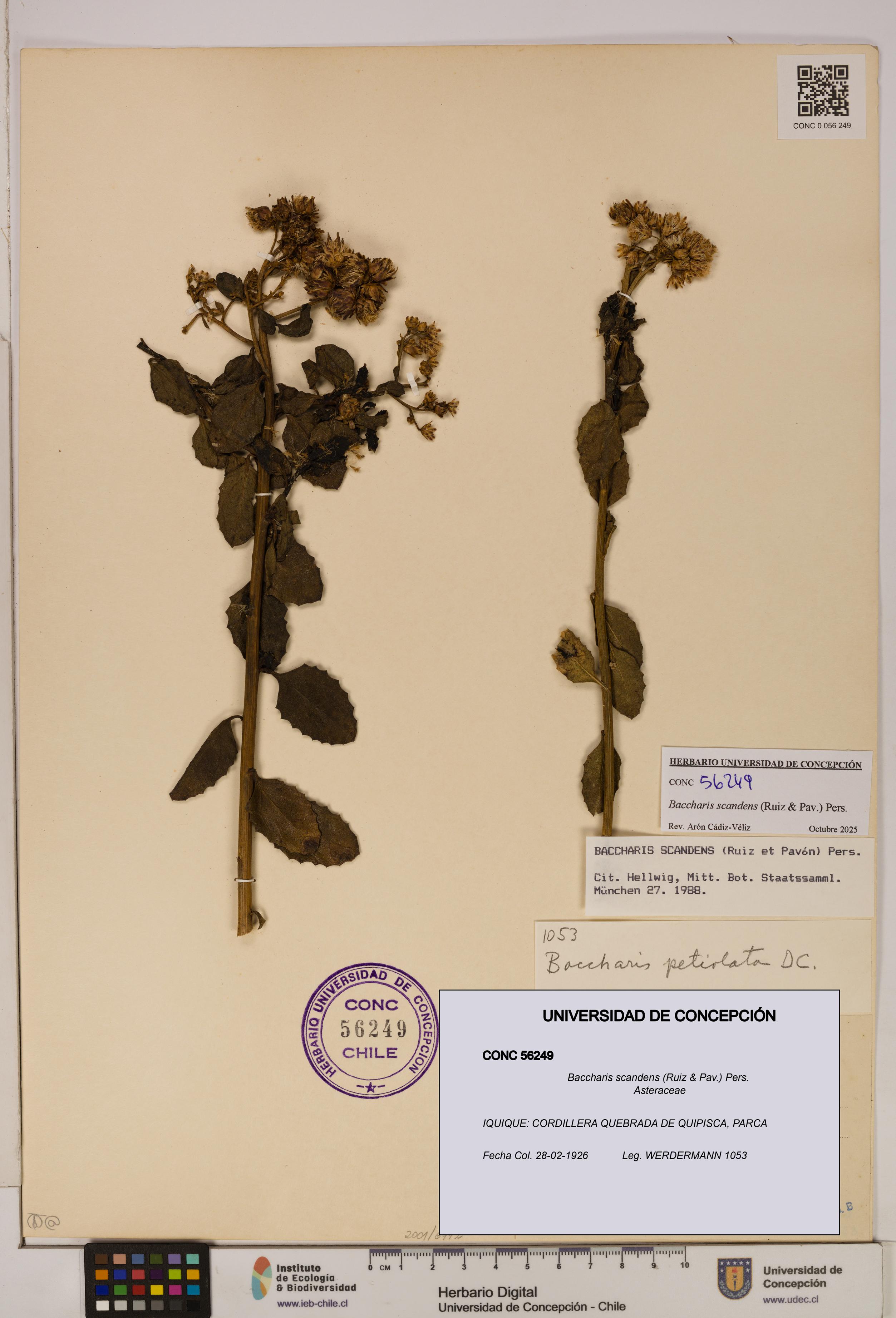 Baccharis scandens [Espécimen: UDEC:CONC:0056249]