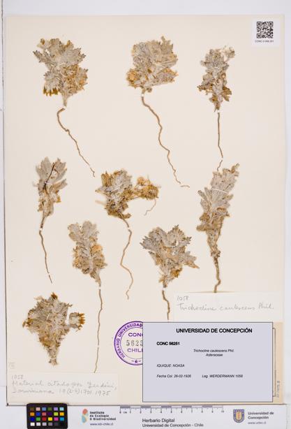 Trichocline caulescens [Espécimen: ]
