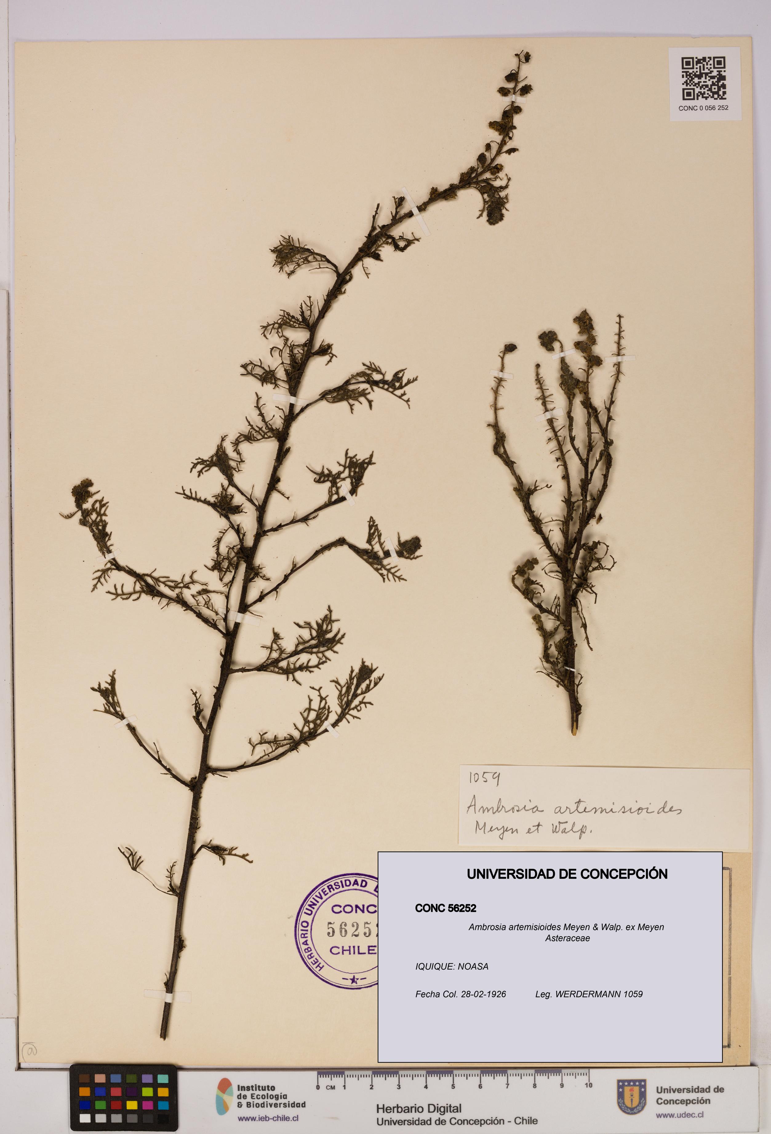 Ambrosia artemisioides [Espécimen: UDEC:CONC:0056252]