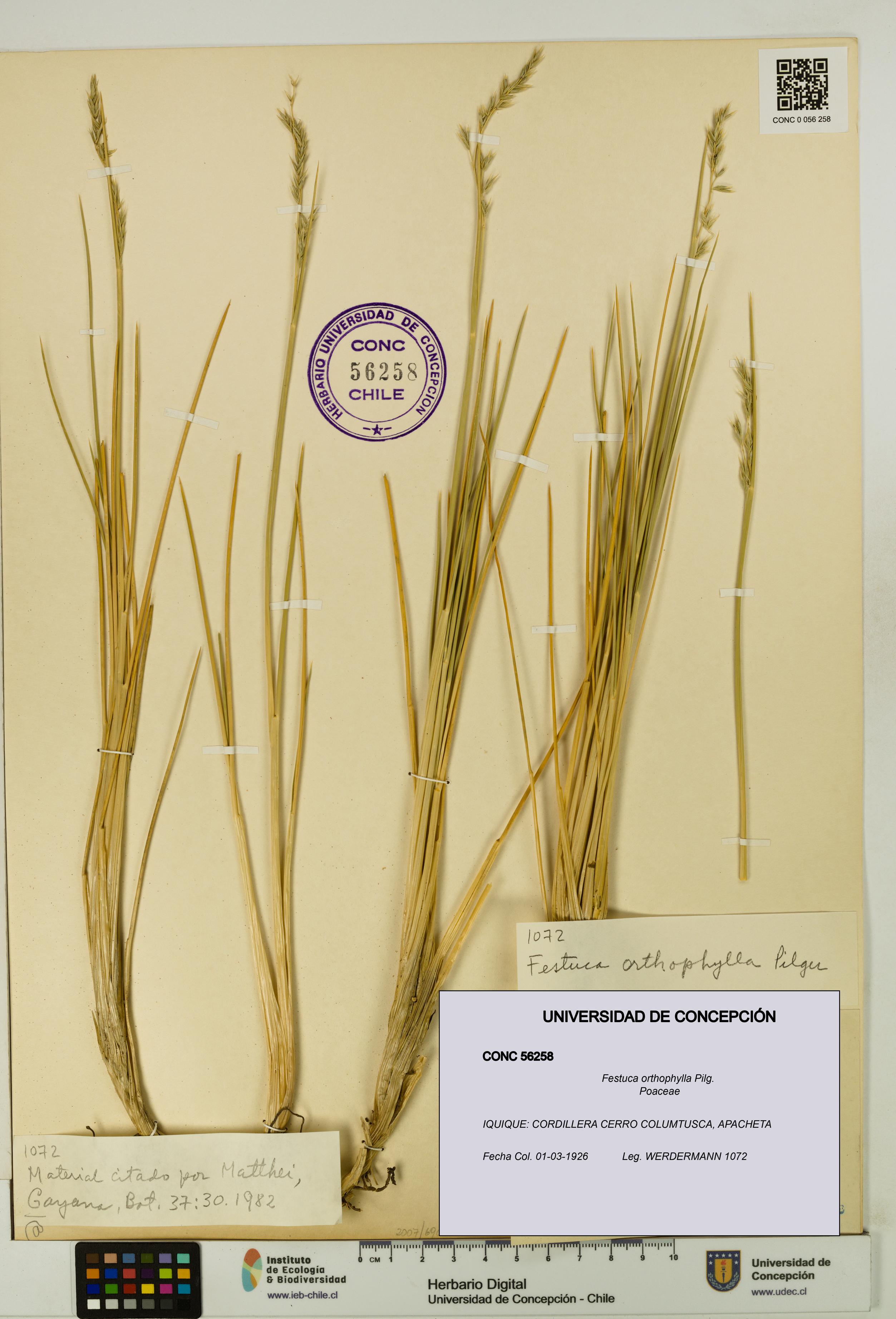 Festuca orthophylla [Espécimen: UDEC:CONC:0056258]
