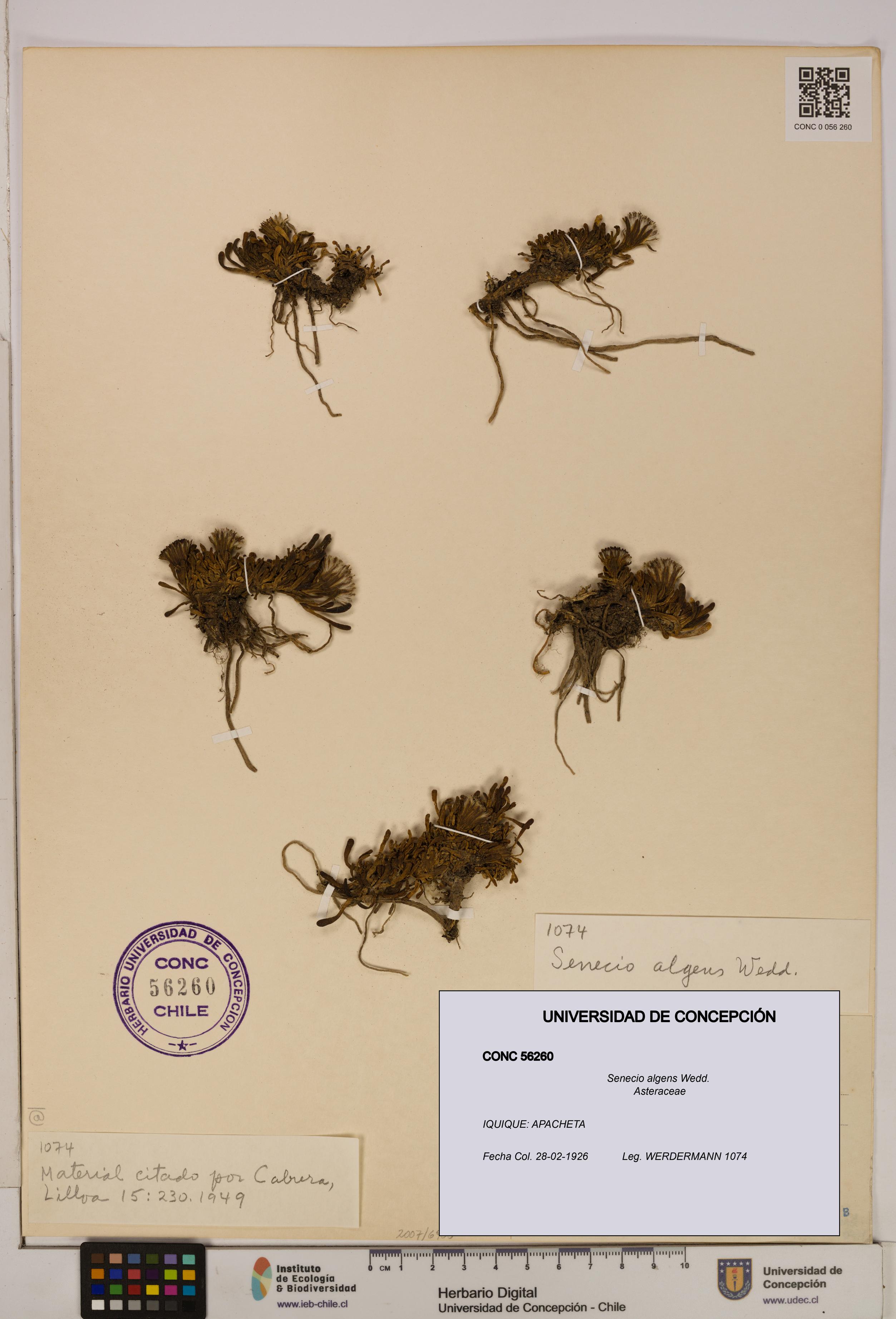 Senecio algens [Espécimen: UDEC:CONC:0056260]
