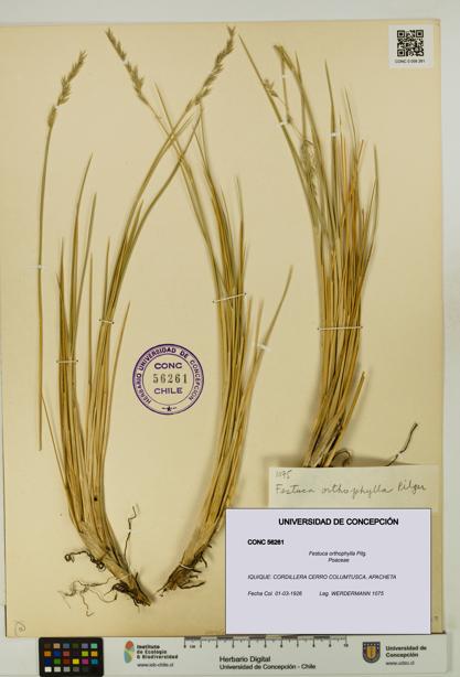 Festuca orthophylla [Espécimen: UDEC:CONC:0056261]