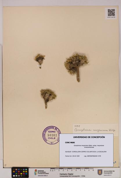 Gomphrena meyeniana subsp. meyeniana [Espécimen: UDEC:CONC:0056262]