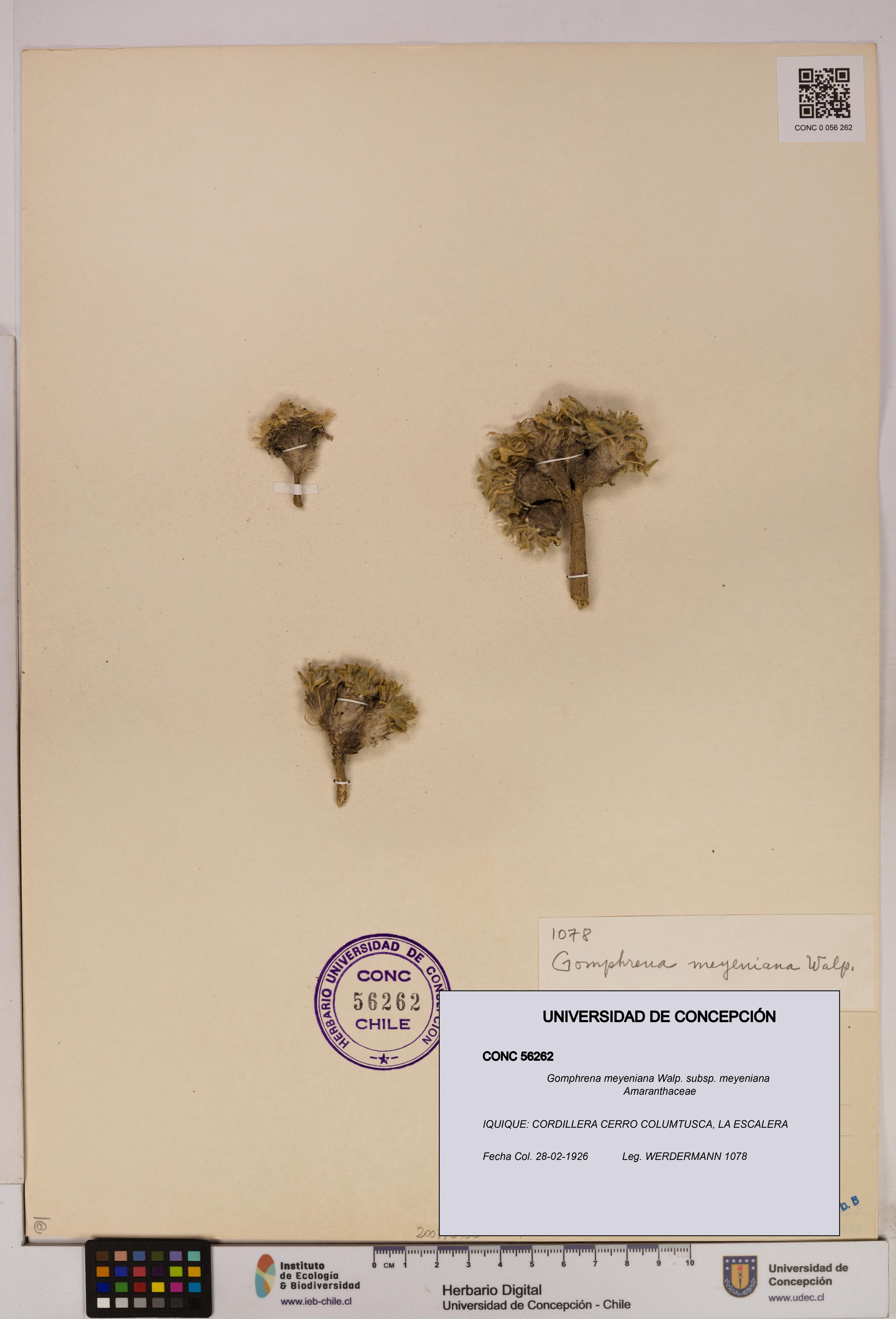 Gomphrena meyeniana subsp. meyeniana [Espécimen: UDEC:CONC:0056262]
