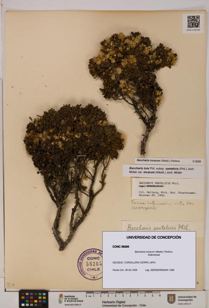 Baccharis incarum [Espécimen: UDEC:CONC:0056265]