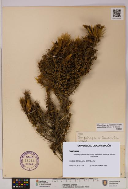 Chuquiraga spinosa subsp. rotundifolia [Espécimen: UDEC:CONC:0056266]