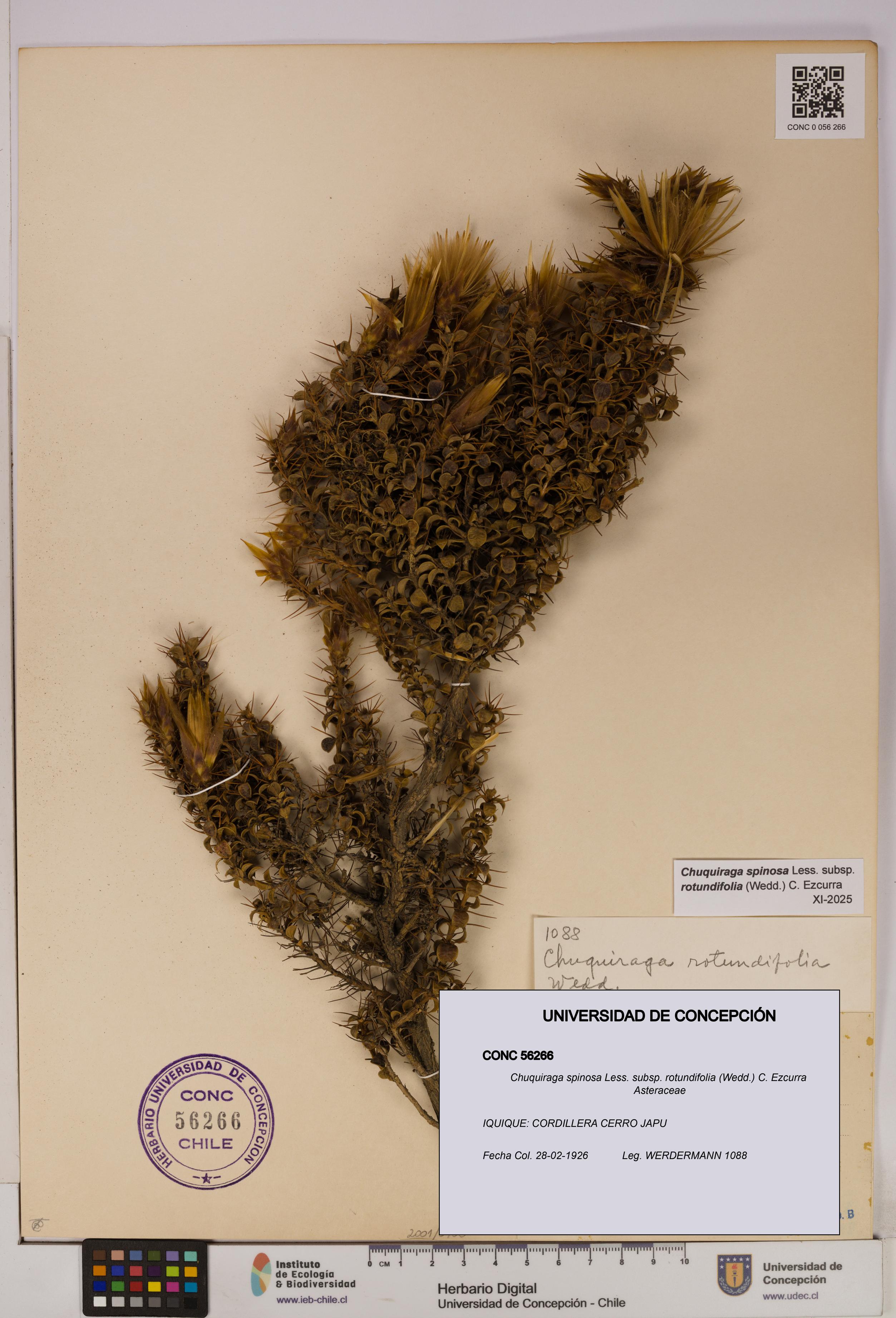 Chuquiraga spinosa subsp. rotundifolia [Espécimen: UDEC:CONC:0056266]