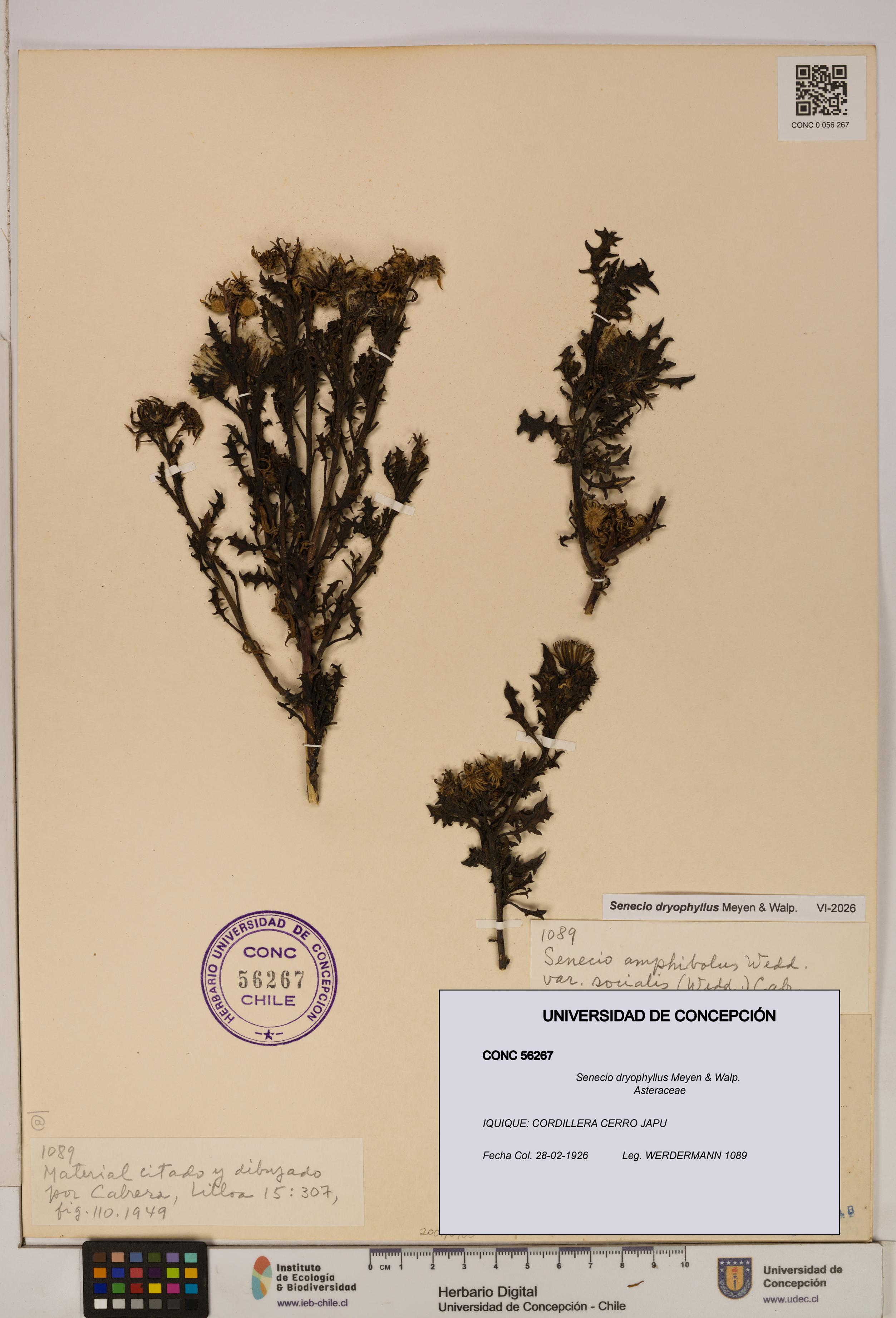 Senecio dryophyllus [Espécimen: UDEC:CONC:0056267]