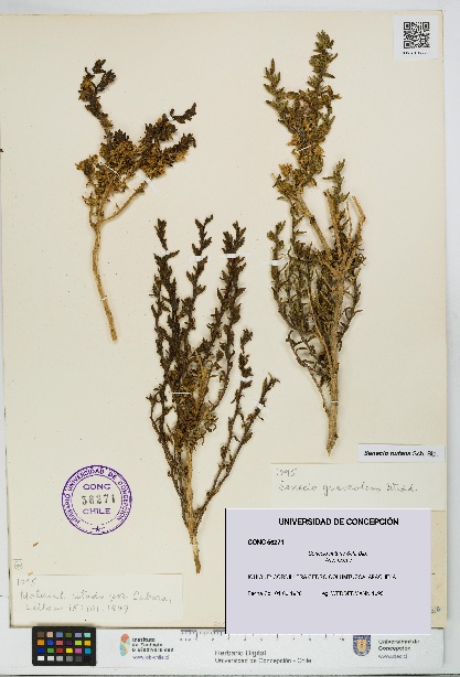 Senecio nutans [Espécimen: UDEC:CONC:0056271]