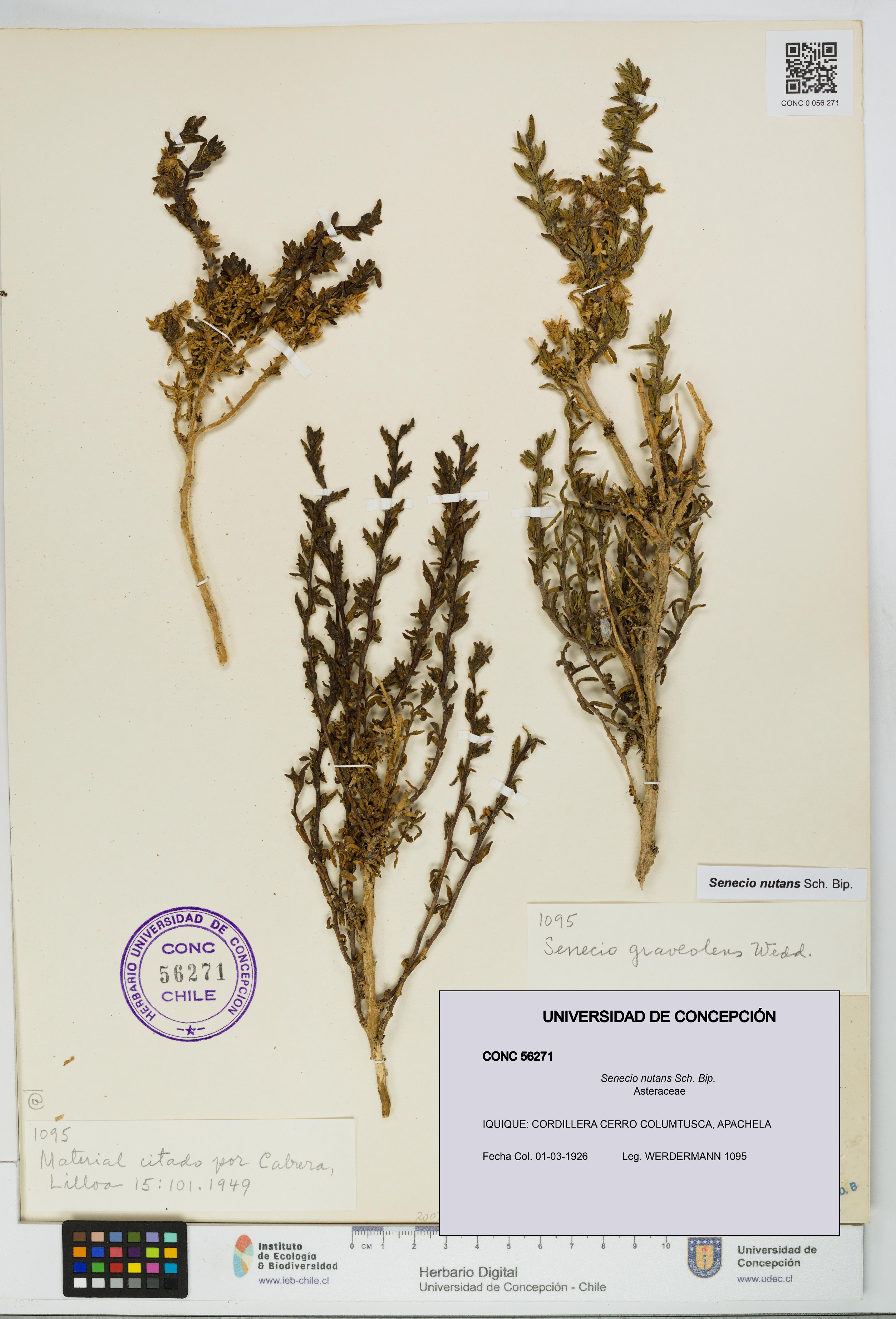 Senecio nutans [Espécimen: UDEC:CONC:0056271]