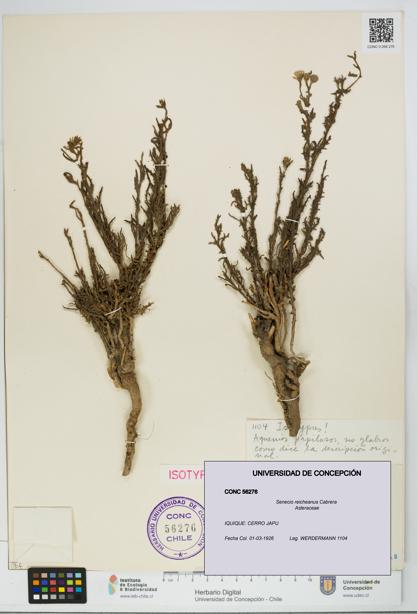 Senecio reicheanus [Espécimen: UDEC:CONC:0056276]