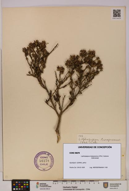Lophopappus tarapacanus [Espécimen: UDEC:CONC:0056278]