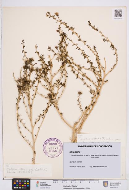 Senecio subulatus [Espécimen: ]
