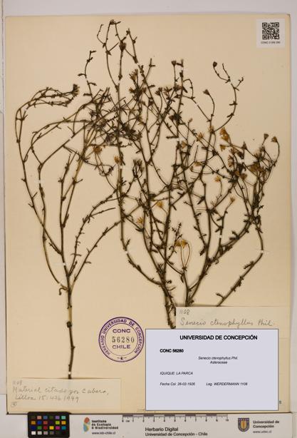 Senecio ctenophyllus [Espécimen: UDEC:CONC:0056280]
