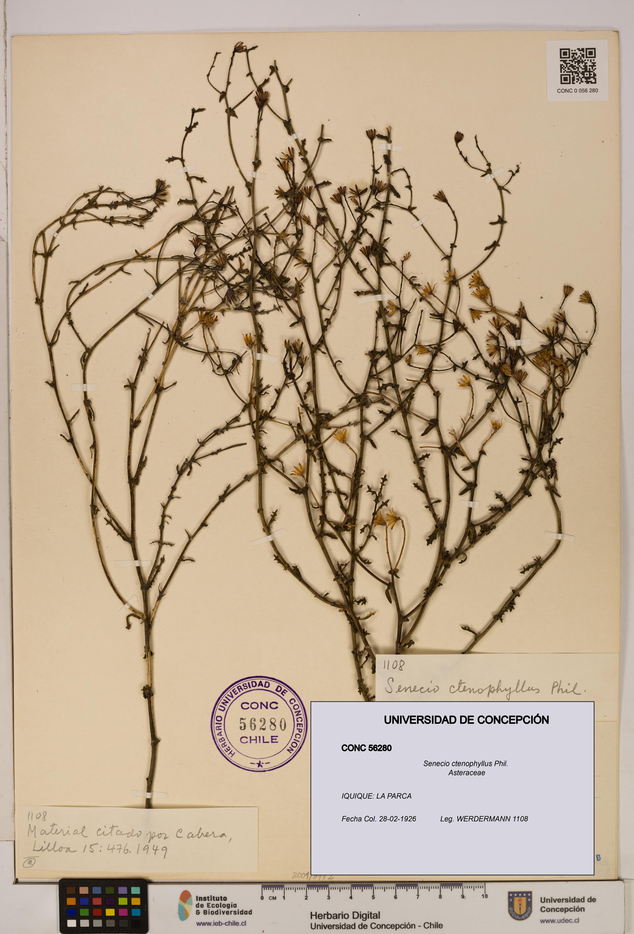 Senecio ctenophyllus [Espécimen: UDEC:CONC:0056280]