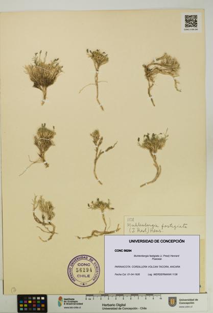 Muhlenbergia fastigiata [Espécimen: UDEC:CONC:0056294]