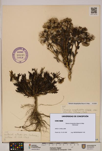 Senecio dryophyllus [Espécimen: UDEC:CONC:0056298]