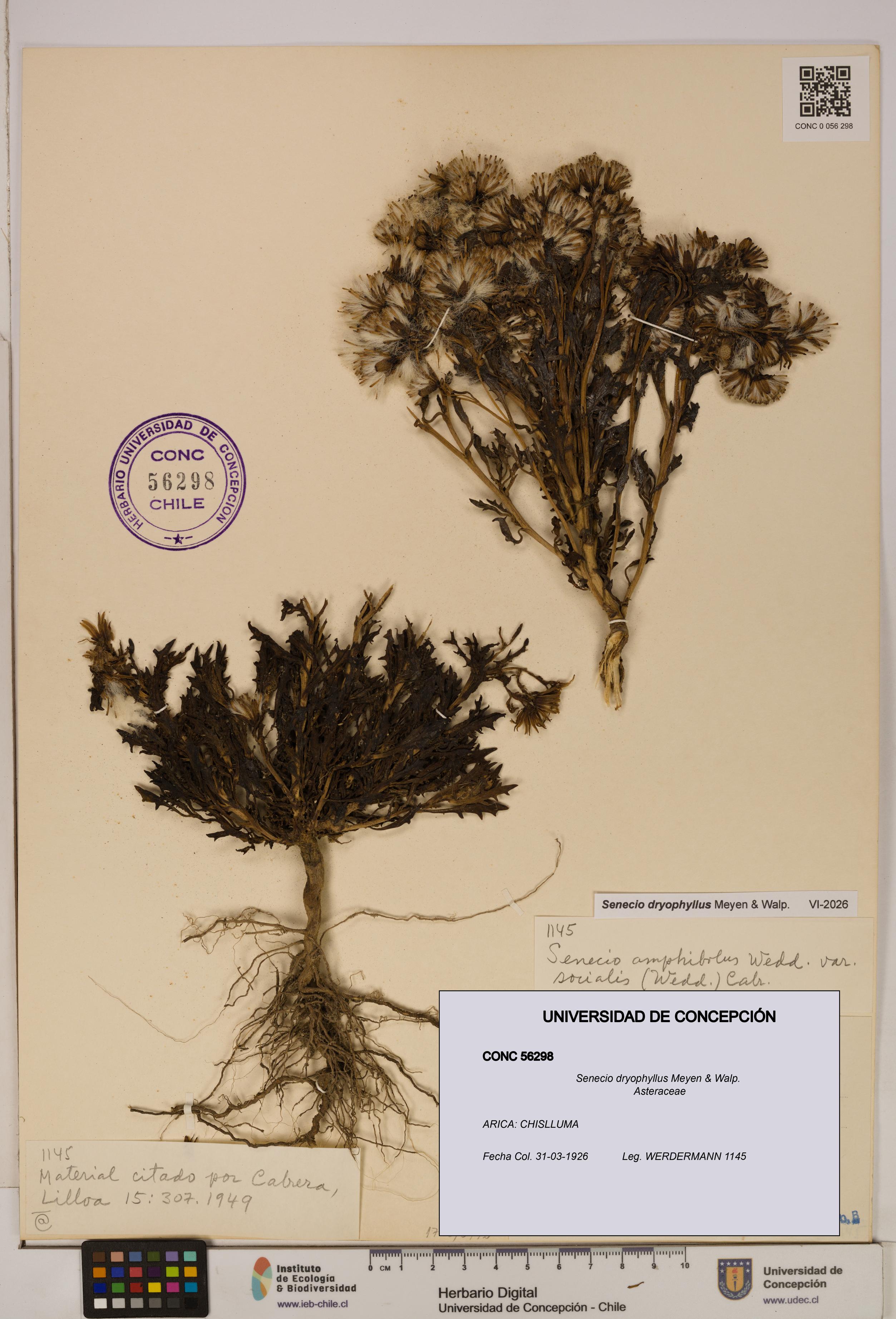 Senecio dryophyllus [Espécimen: UDEC:CONC:0056298]