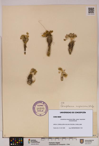 Gomphrena meyeniana subsp. meyeniana [Espécimen: UDEC:CONC:0056305]
