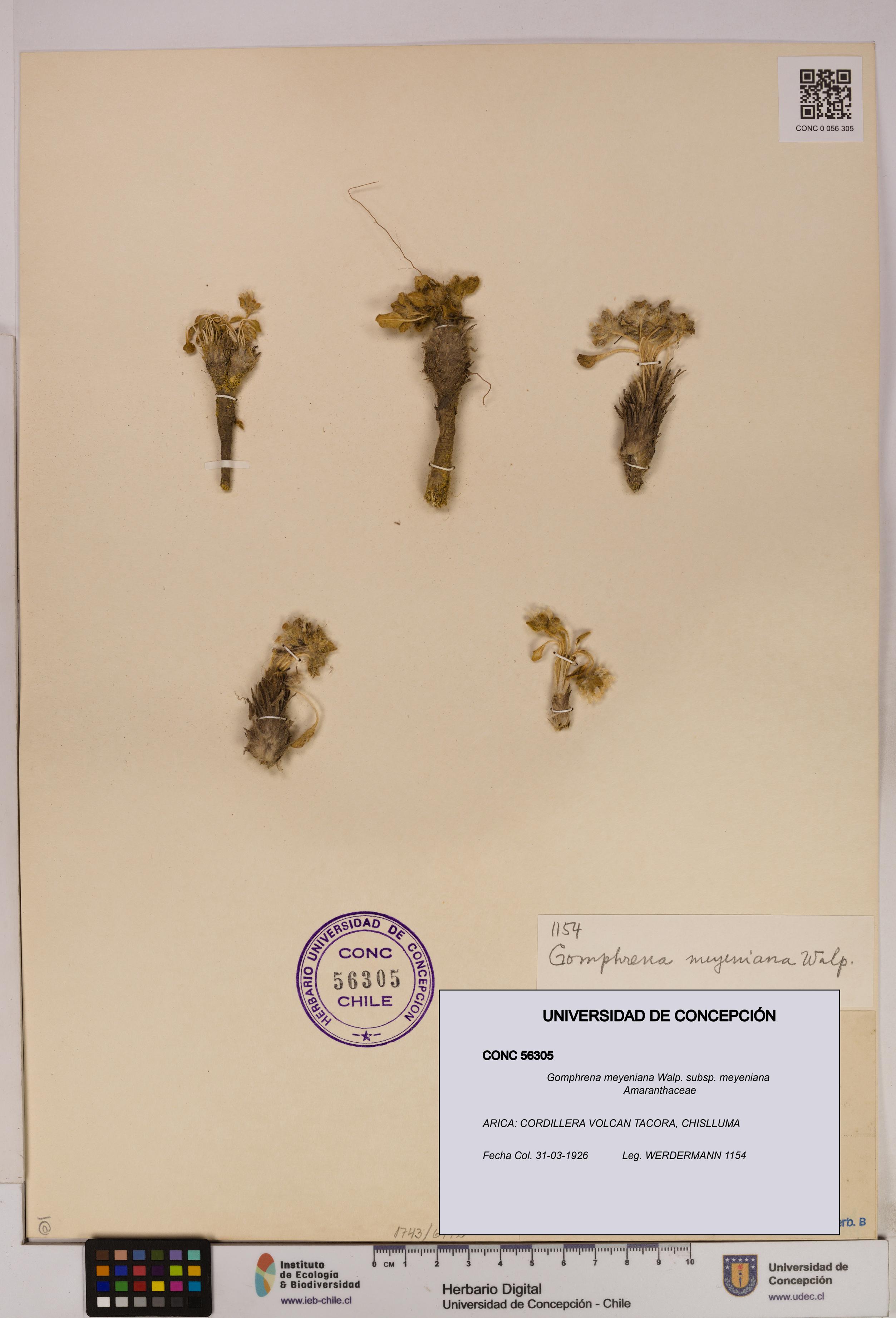 Gomphrena meyeniana subsp. meyeniana [Espécimen: UDEC:CONC:0056305]