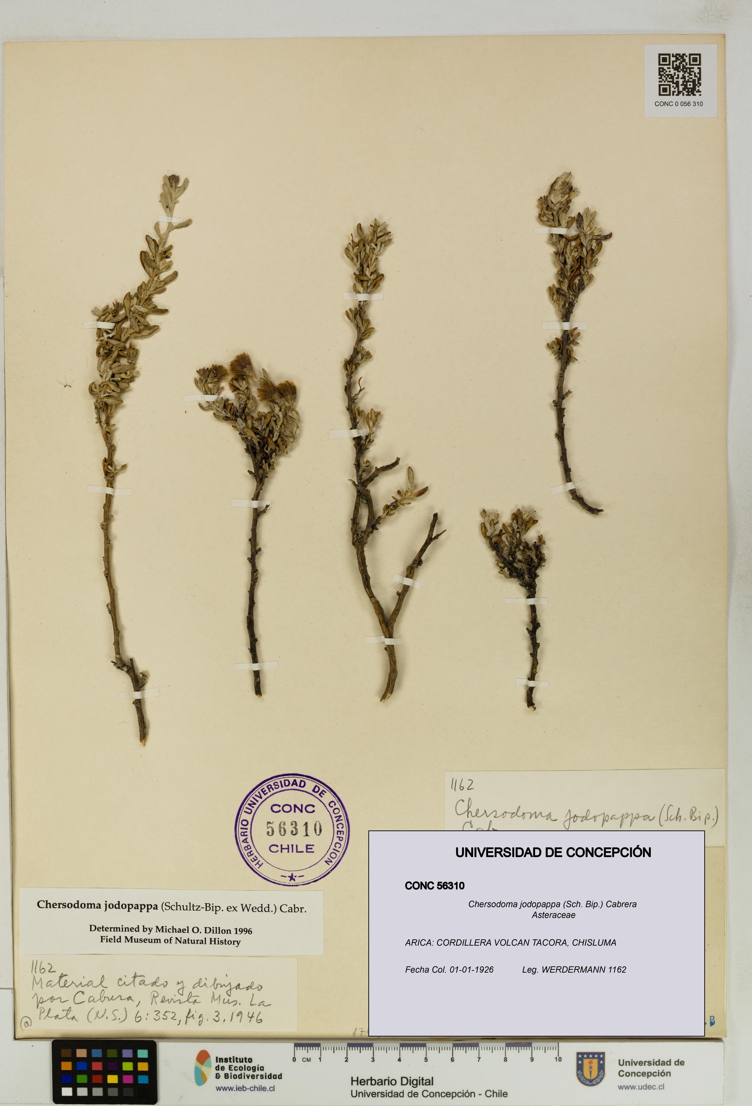 Chersodoma jodopappa [Espécimen: UDEC:CONC:0056310]