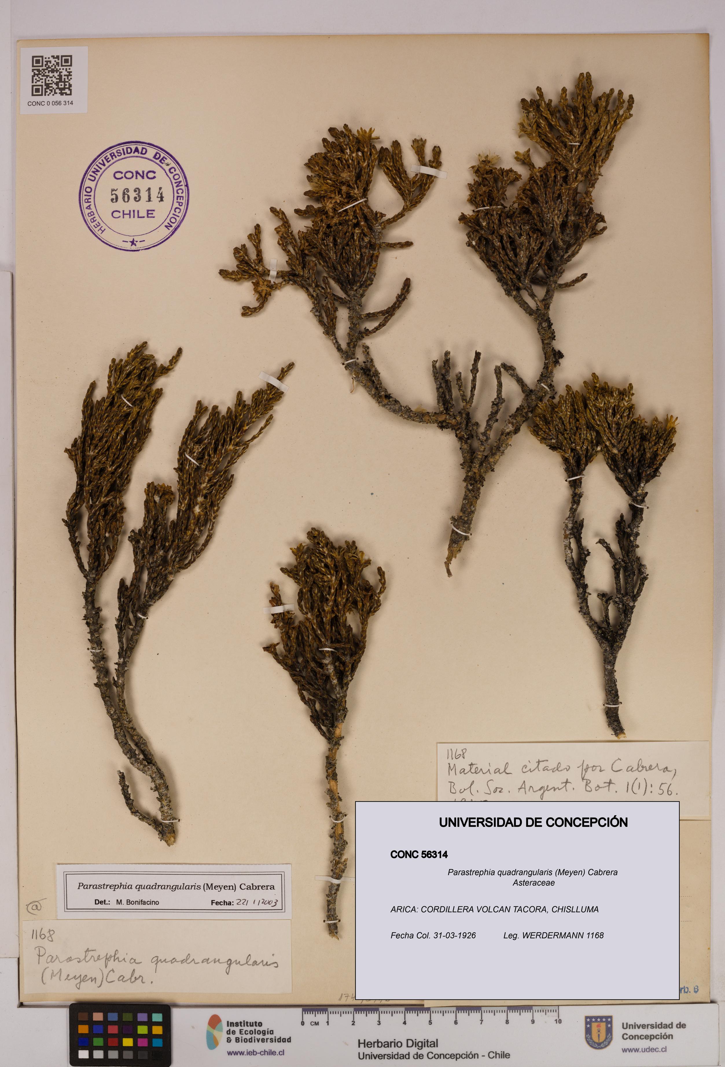 Parastrephia quadrangularis [Espécimen: UDEC:CONC:0056314]