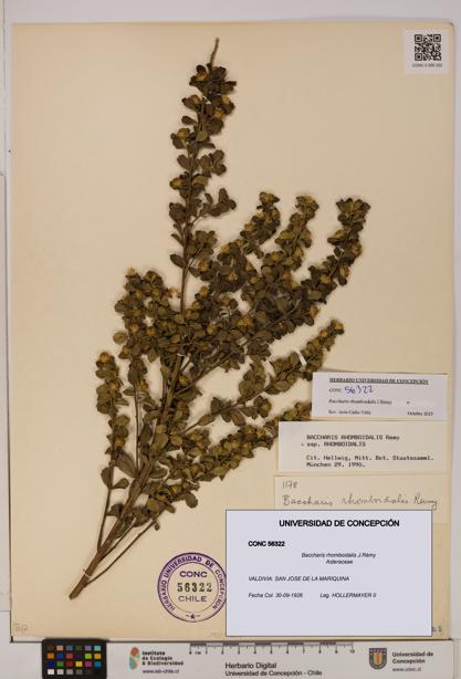 Baccharis rhomboidalis [Espécimen: UDEC:CONC:0056322]