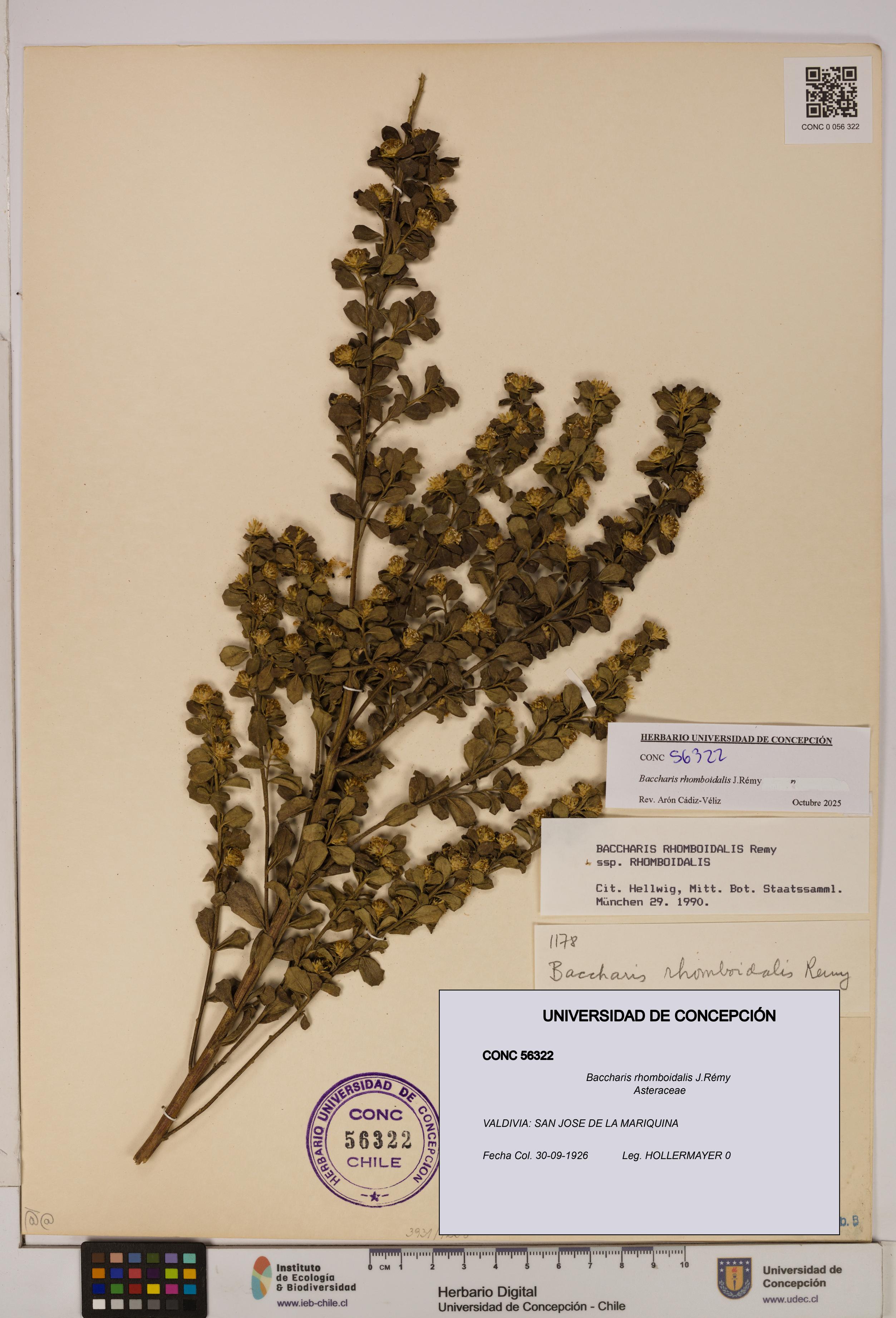 Baccharis rhomboidalis [Espécimen: UDEC:CONC:0056322]