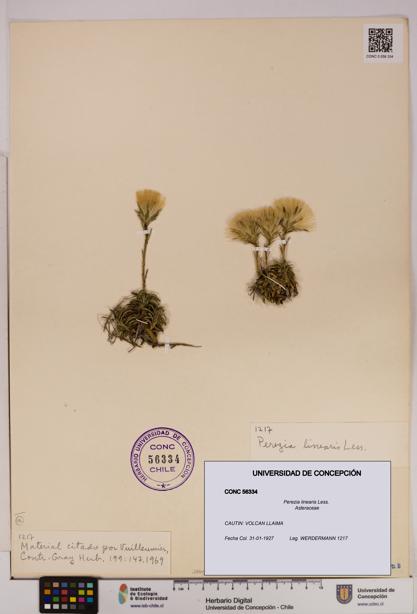 Perezia linearis [Espécimen: UDEC:CONC:0056334]