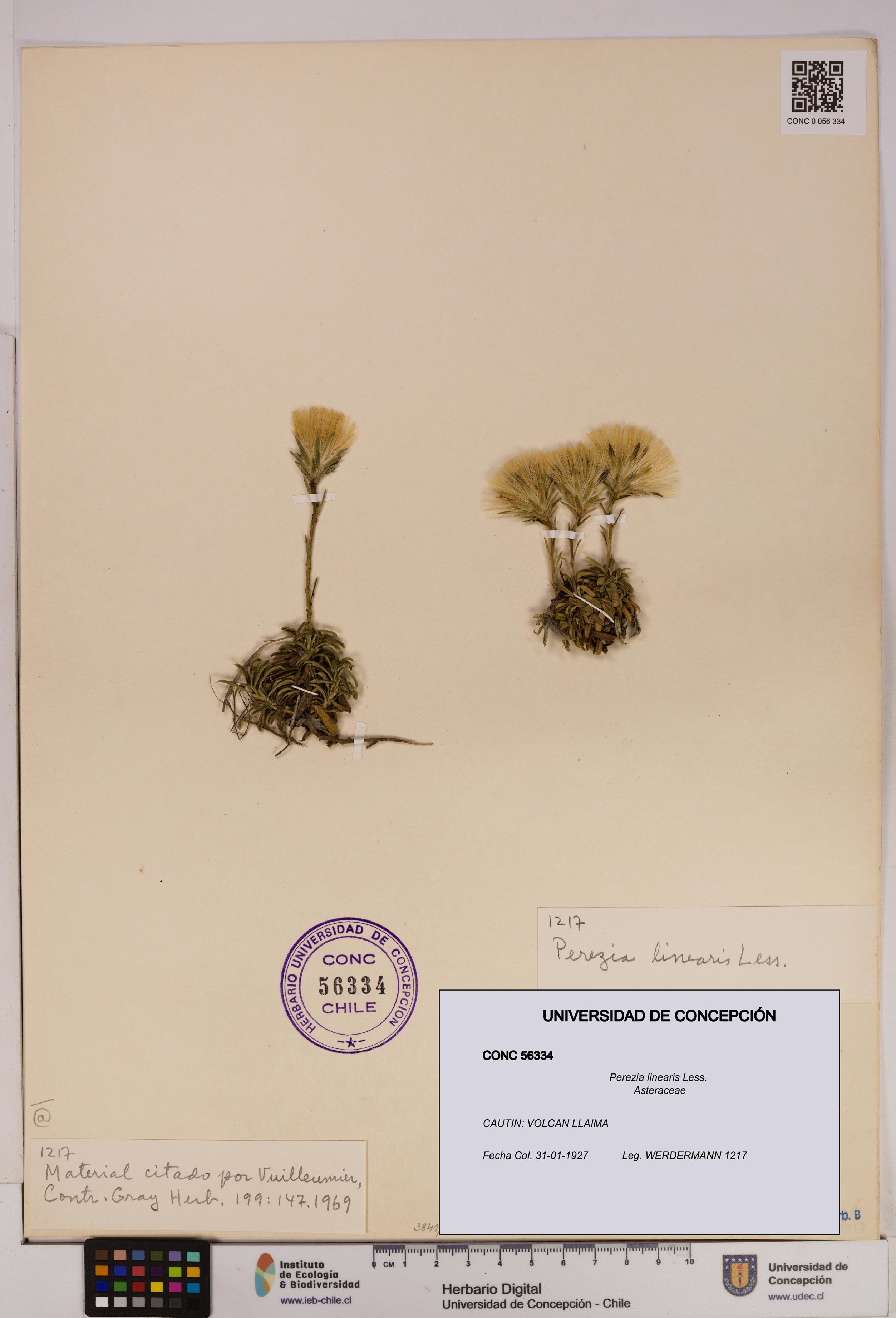 Perezia linearis [Espécimen: UDEC:CONC:0056334]